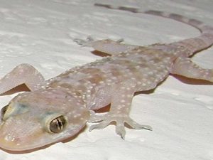 تفسير رؤية الابراص في المنام
