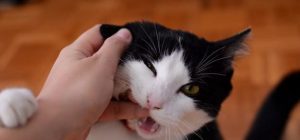 Николь Остин Коко порно