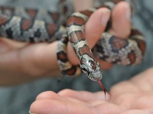 Толық жетілген жыныстық қатынас пенисадағы кішкентай шанкр