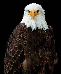 الصقر في المنام للعصيمي