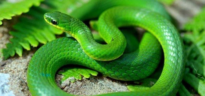 Grøn slange i en drøm
