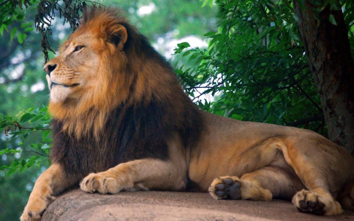 Тлумачення сну про лева