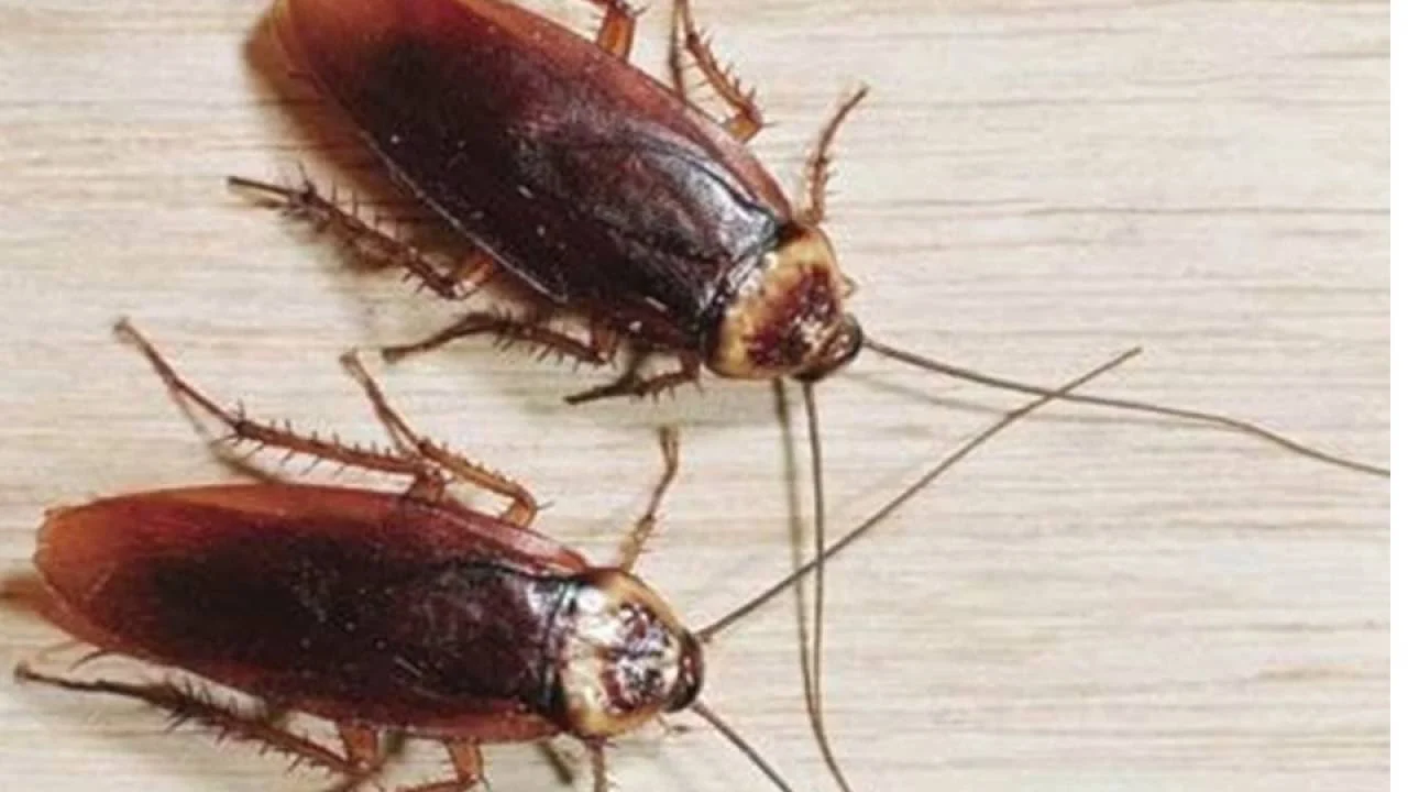 Aisling cockroach - rúin léirmhíniú aisling