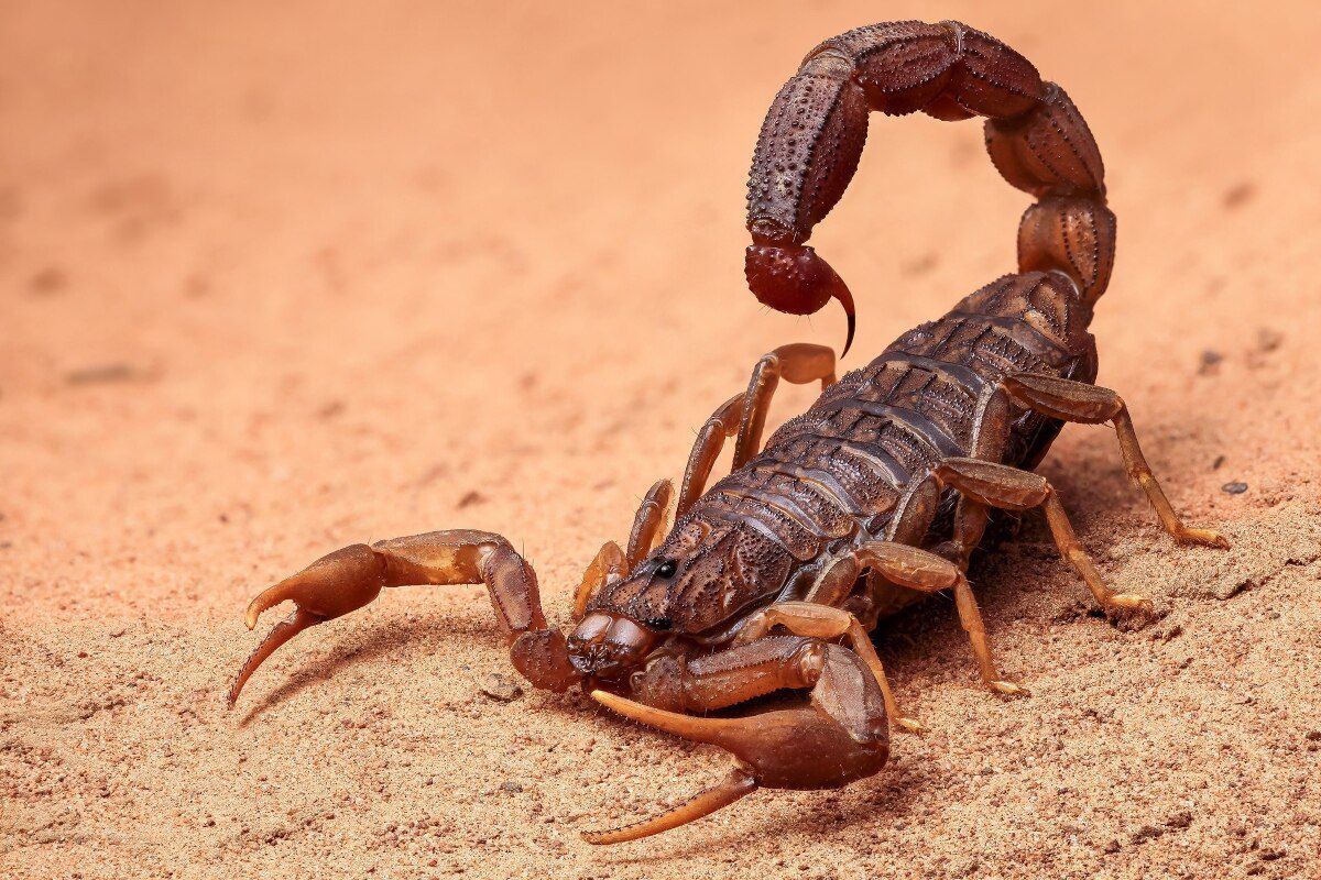 Aisling go leor scorpions - rúin léirmhíniú aisling