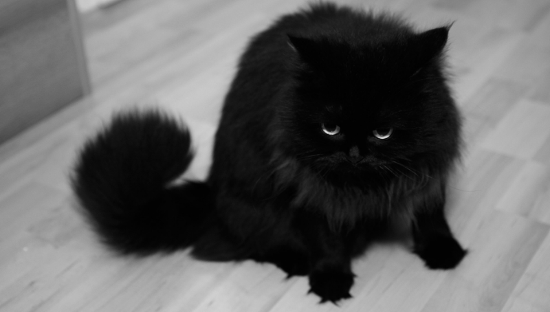 Fortolkning af en drøm om en sort kat, der bider mig