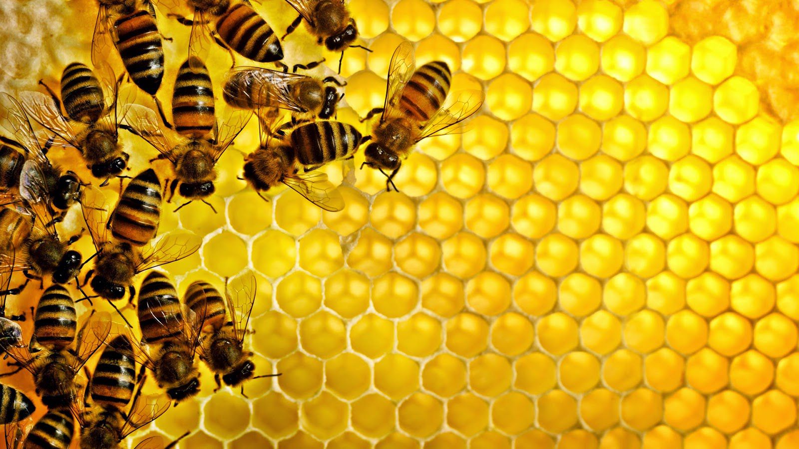 Tumačenje snova o pčelama