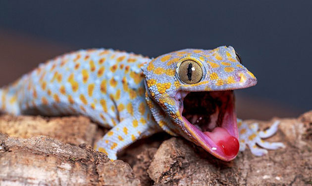 Şîrovekirina xewnek li ser gecko