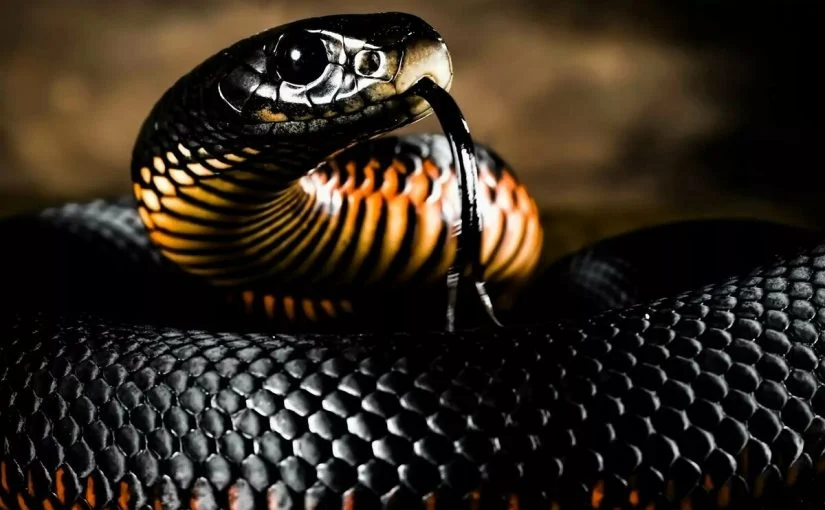 Výklad snu o černém hadovi