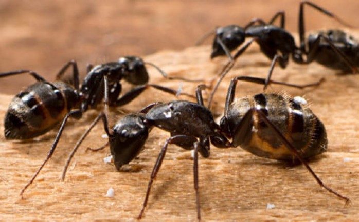Fortolkning af at se små sorte myrer i en drøm