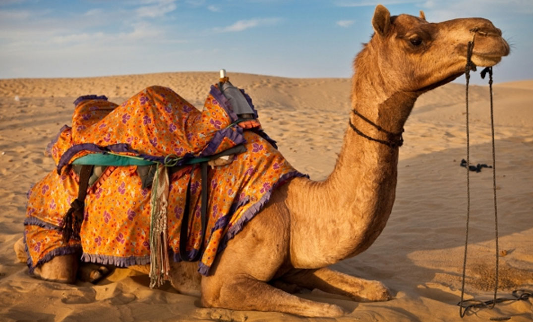 Svart kamel i en drøm