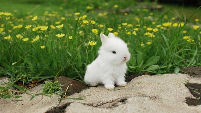 At se en kanin i en drøm