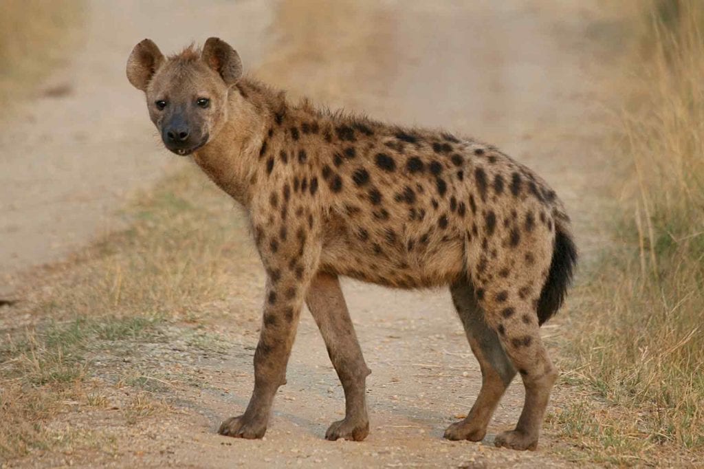 Vidieť hyenu vo sne