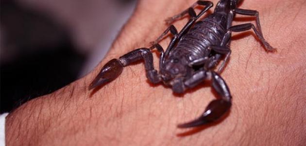 Scorpion bodnutí - tajemství výkladu snů