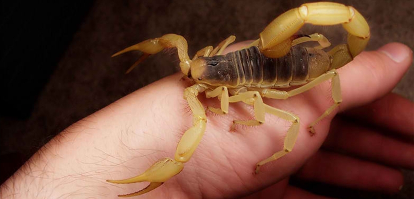 Scorpion kuumwa katika ndoto