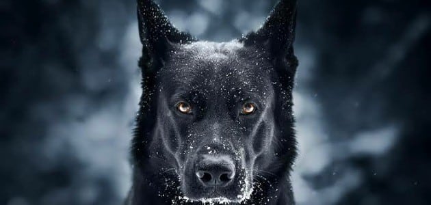 Kāda ir interpretācija, ja sapnī redzat melnu suni?