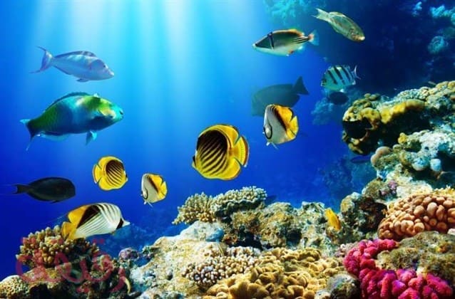 تفسير السمك في الحلم