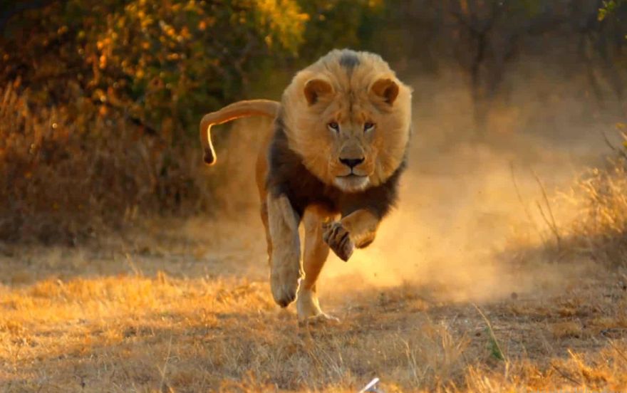 Миний араас гүйж буй арслан мөрөөдөж байна - мөрөөдлийн тайлбарын нууц