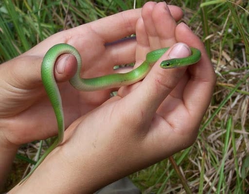 Drømmer om en lille grøn slange i en drøm og et videnskabeligt synspunkt - hemmeligheder om drømmetydning