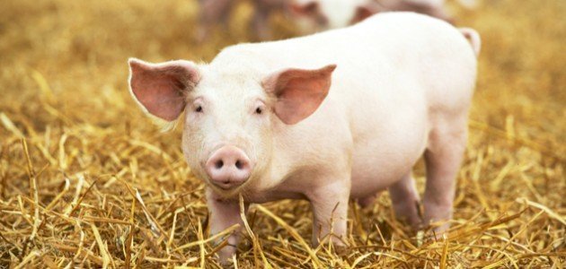 At spise en gris - hemmeligheder om drømmetydning
