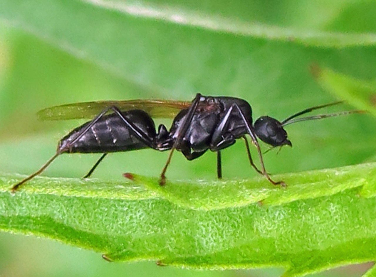 1280px Camponotus pennsylvanica male 1 IMG 9572 - اسرار تفسير الاحلام