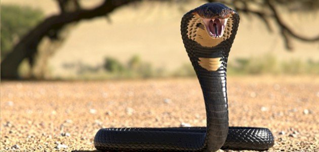 Kobra - tajemství výkladu snů