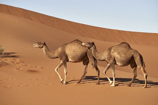 Drømmer om en kamel - hemmeligheder om drømmetydning