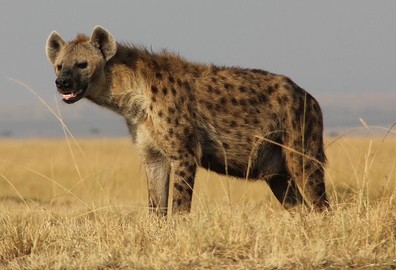 Sen o hyene - tajomstvá výkladu snov