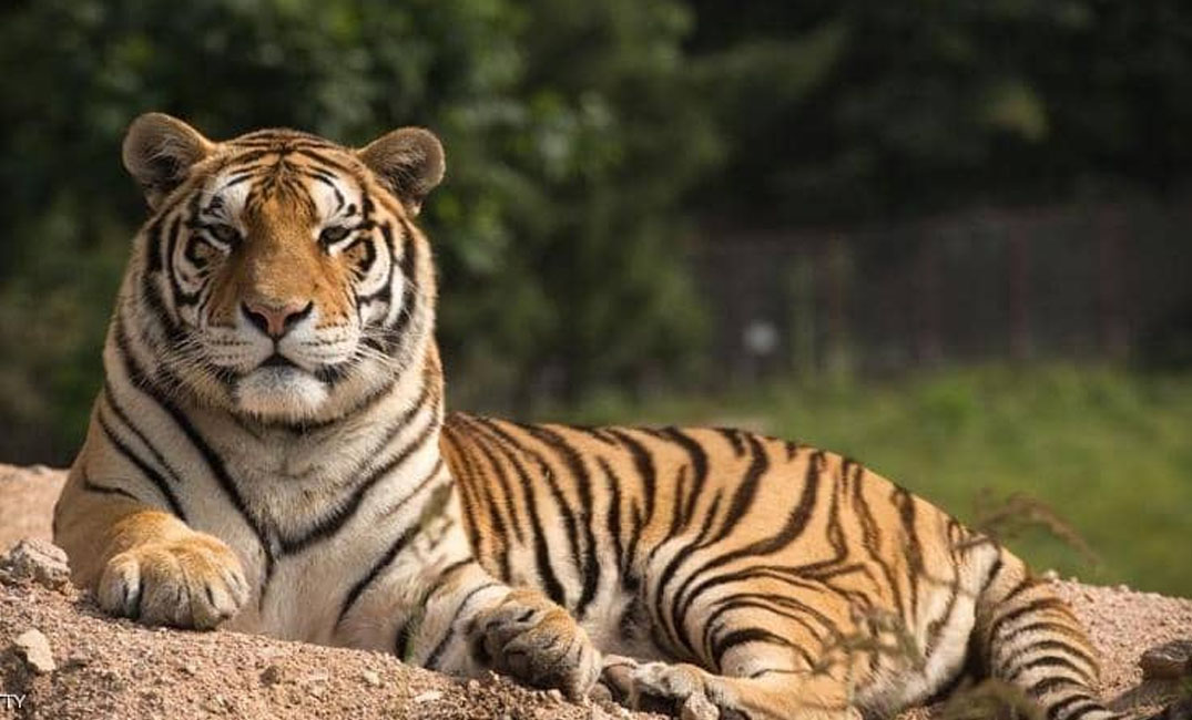 Sen o tygrovi pro svobodnou ženu - tajemství výkladu snů