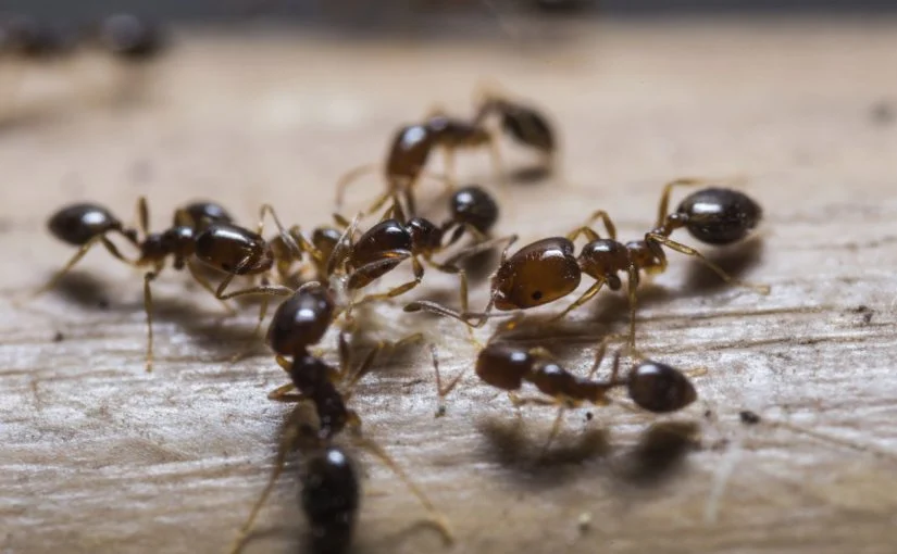 Vidět mravence ve snu - tajemství výkladu snů