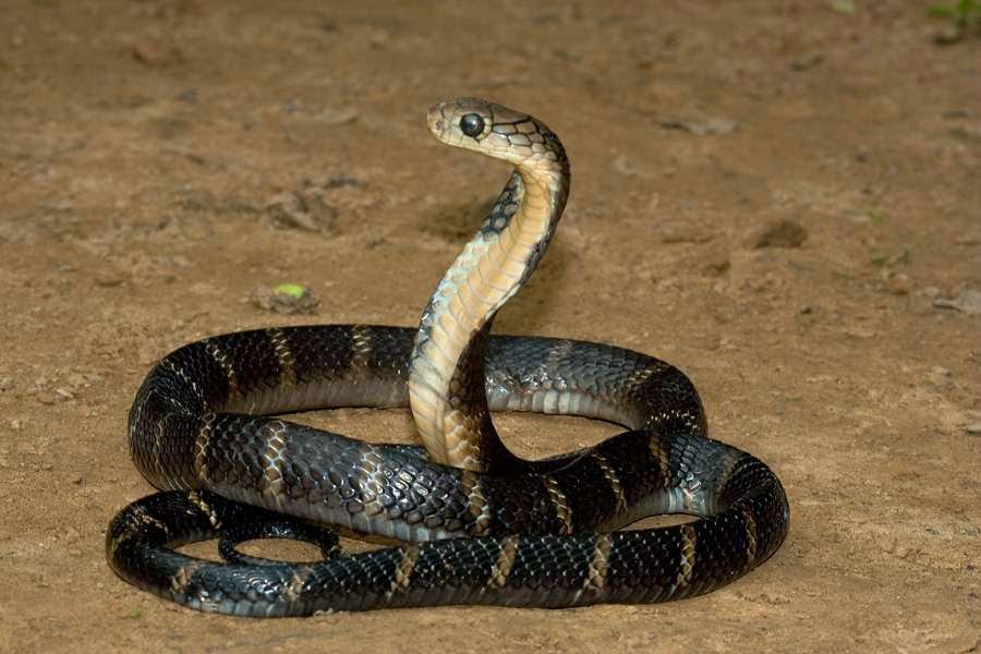 Vidieť zabíjajúce hady vo sne - tajomstvá výkladu snov