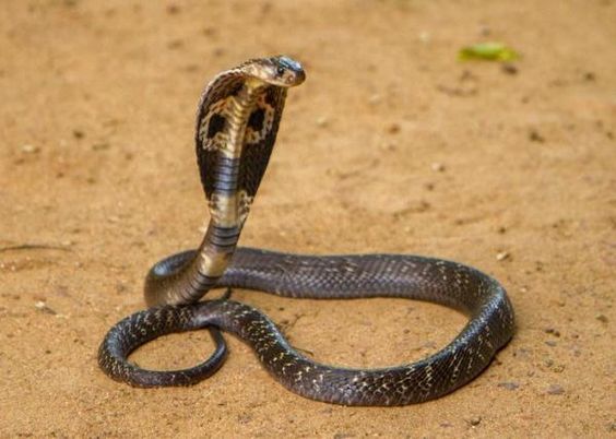 Cobra - siri za tafsiri ya ndoto