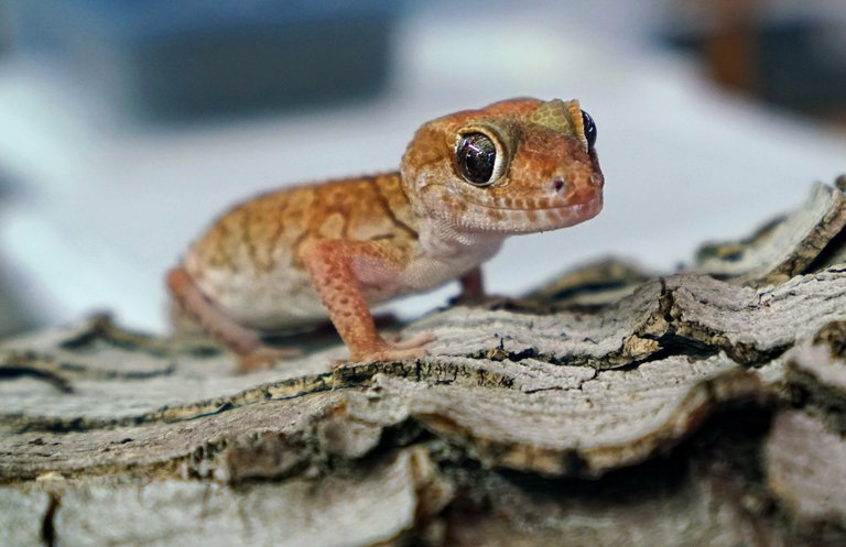 Gecko i en drøm - hemmeligheder om drømmetydning