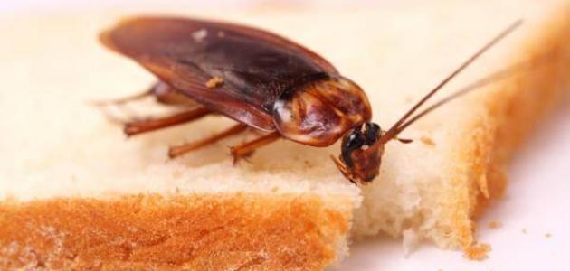 Trvalo sa zbaviť švábov - tajomstvá výkladu snov