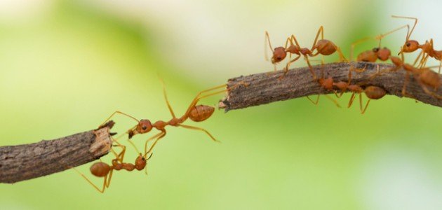 Mravenci - tajemství výkladu snů