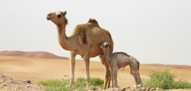 Det kaldes en baby kamel - hemmeligheder om drømmetydning