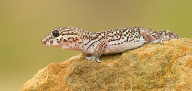 Is gecko - rúin léirmhíniú aisling