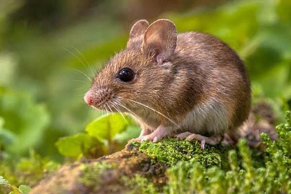 mouse1 - اسرار تفسير الاحلام