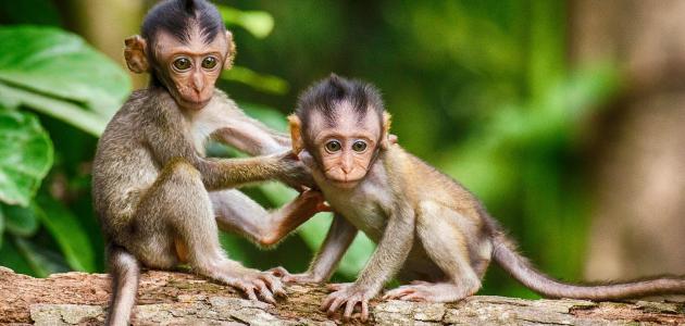  عن القرود - اسرار تفسير الاحلام
