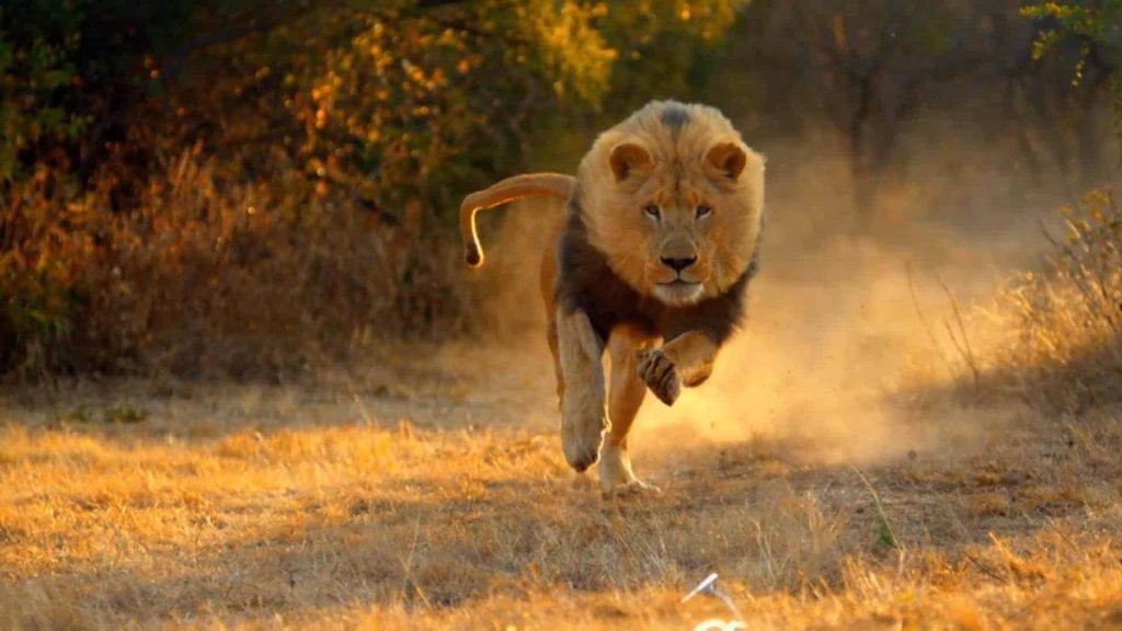 Sanjati lava kako trči za mnom, bježim od njega, kod kuće i miran - tajne tumačenja snova