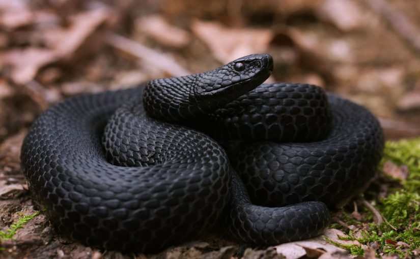 Drøm om en sort slange - hemmeligheder om drømmetydning