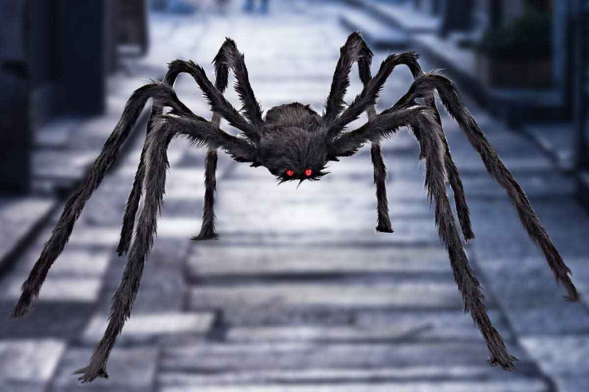 Sen o černém pavoukovi - tajemství výkladu snů
