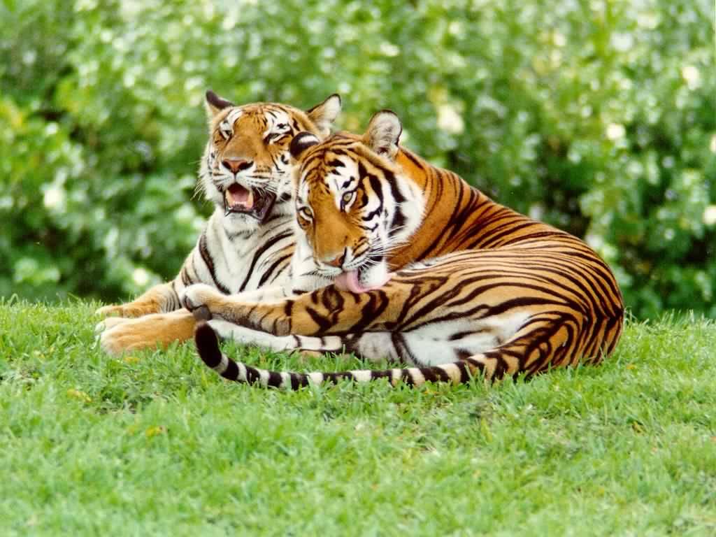 Tigers - rúin léirmhíniú aisling