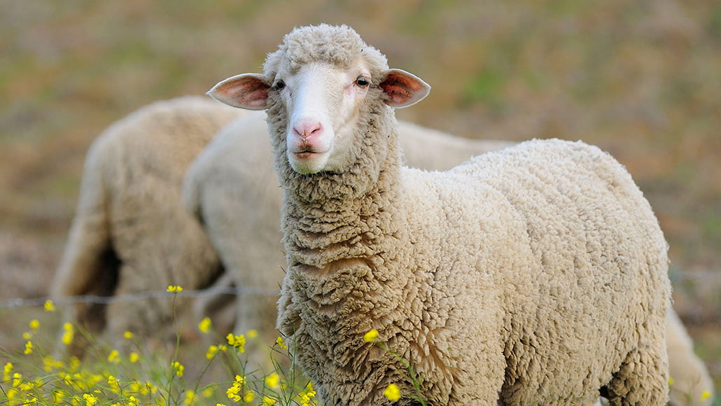 Fedning af får med brød - hemmeligheder bag drømmetydning