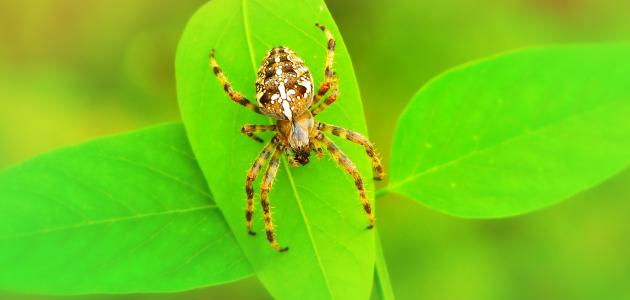 Tietoja hämähäkistä - unen tulkinnan salaisuudet