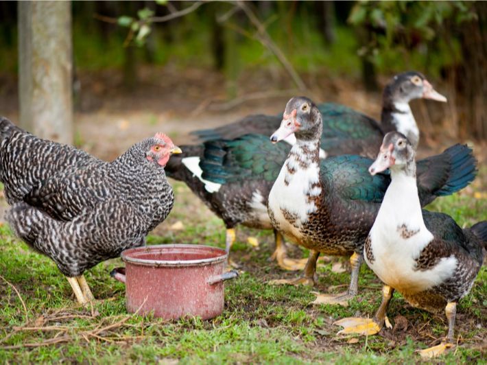 Ænder kan parre sig med høns. Find ud af mere - hemmeligheder bag drømmetydning