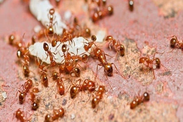  حلم النمل للعزباء - اسرار تفسير الاحلام