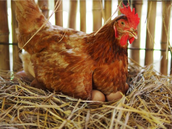  ترقد الدجاجة على البيض - اسرار تفسير الاحلام