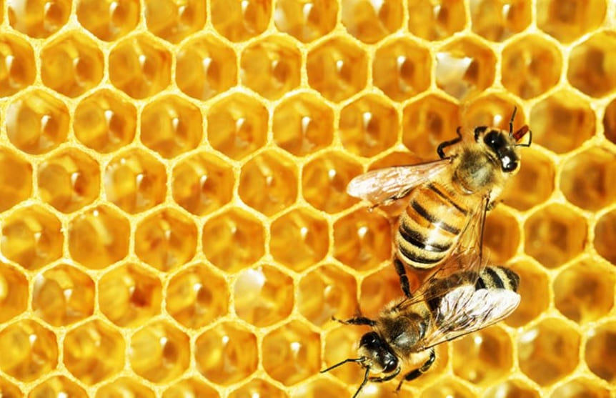 Sen o včelě - tajemství výkladu snů