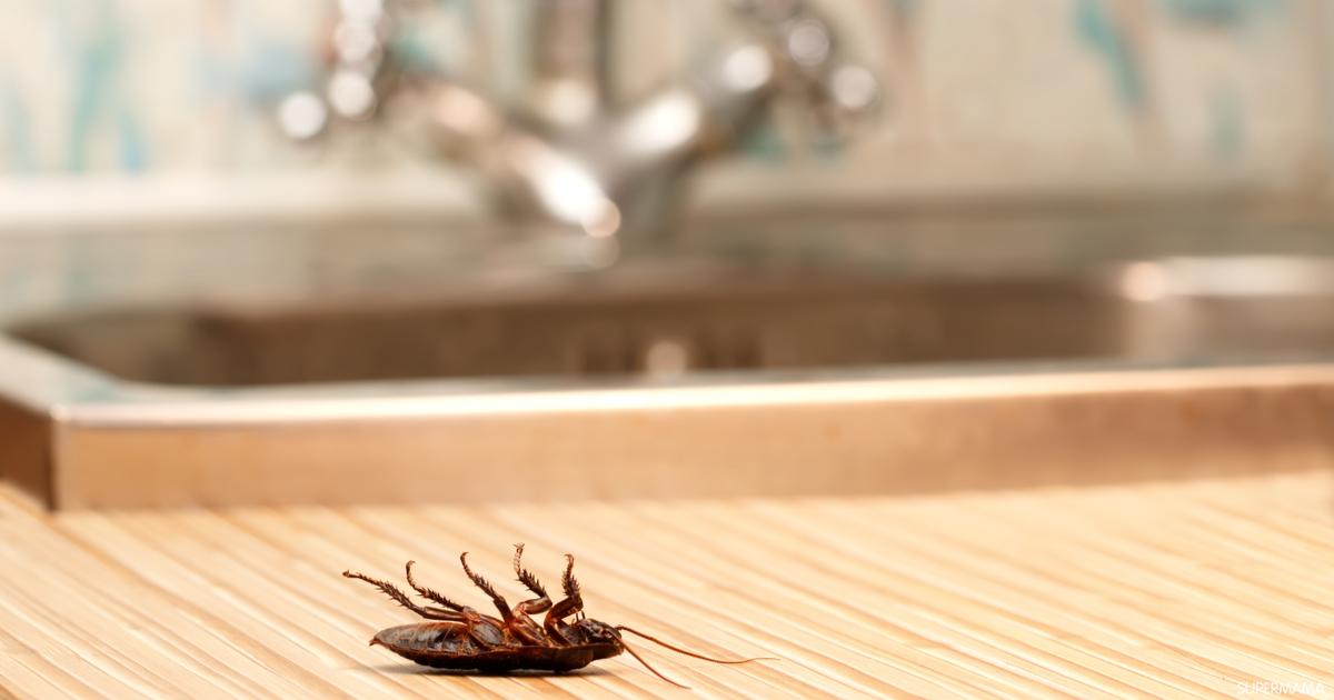 Eliminering af kakerlakker uden pesticider - hemmeligheder bag drømmetydning