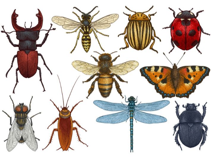 حلم الحشرات - اسرار تفسير الاحلام